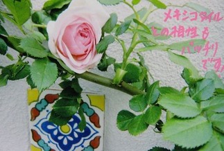 ¥á¥¥·¥³¥¿¥¤¥ë