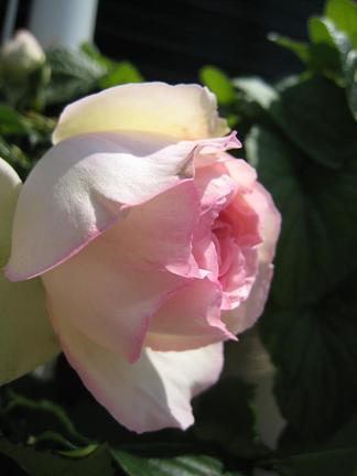 �ԥ����롦�ɡ����󥵡���