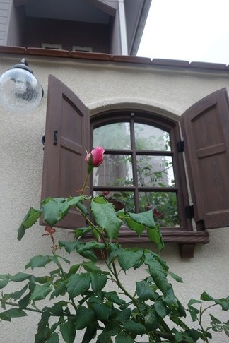 薔薇