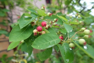 ���塼��٥꡼