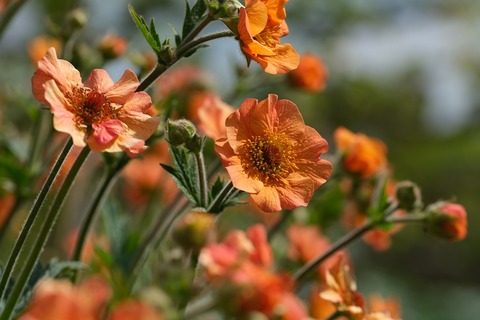 flower-7205105_1280