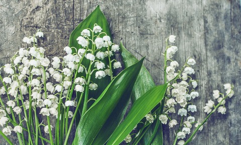 lilies-of-the-valley-2456643_1280