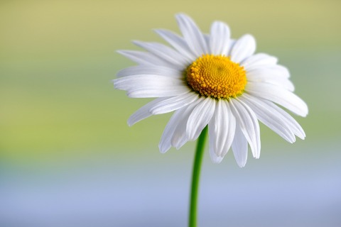marguerite-5959944_1280