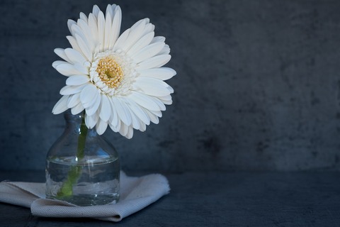 flower-1346554_1280