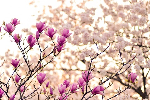 magnolia-2218788_1280