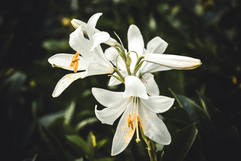 serafima-lazarenko-_iVuWPrfCZI-unsplash