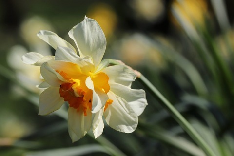 daffodil-7906468_1280