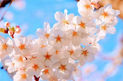 cherry-blossoms-2250834_1280