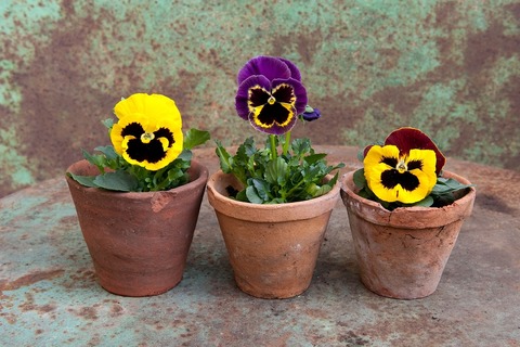 pansy-1169471_1280