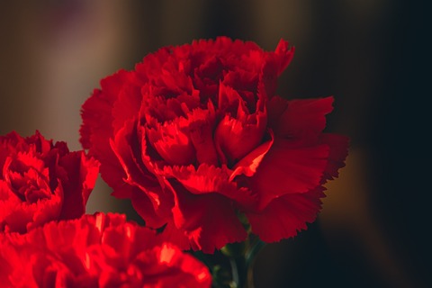 carnations-6292136_1280