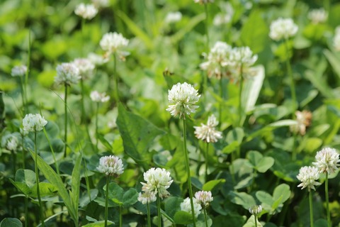 clover-3650704_1280