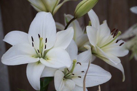 flower-980689_1280