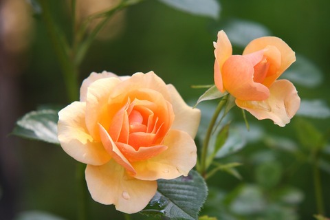 roses-616013_1280