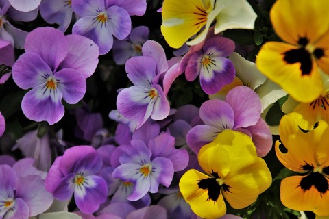 pansies-4174367_1280