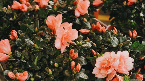 gigi--8HnCvSQum0-unsplash