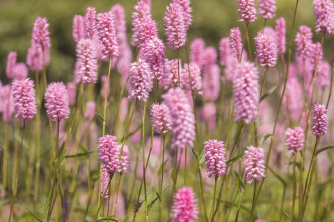 meadow-5229169_1280