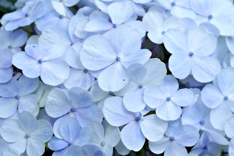 flower-7911919_1280