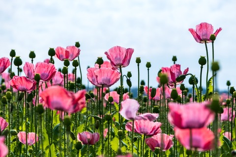 poppy-5351553_1280