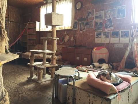 ネコ部屋内観
