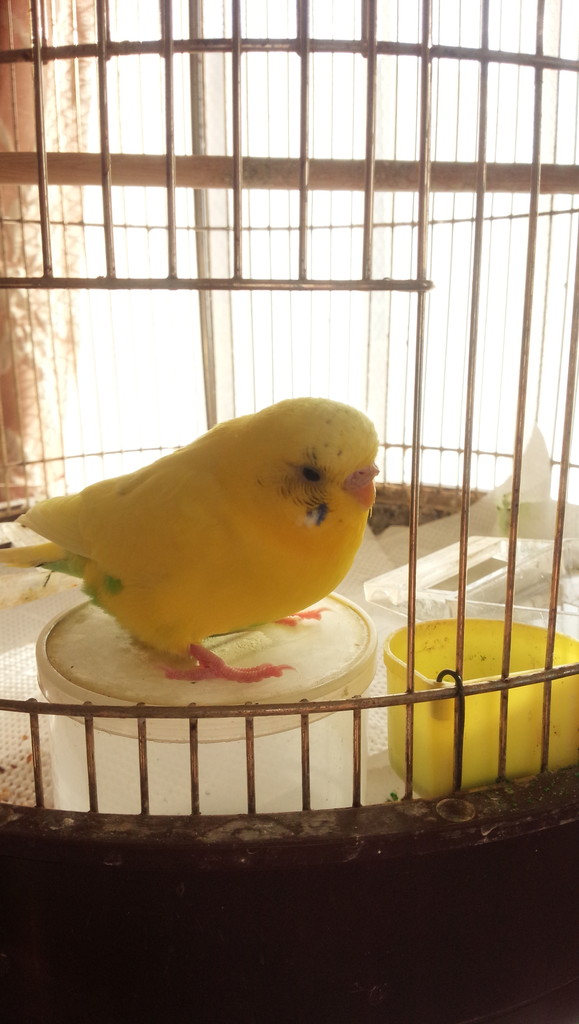 インコちゃん なかの矯正歯科日記