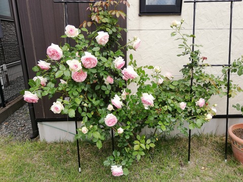IMG_20190607_121606
