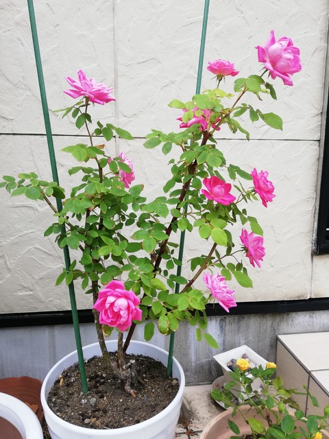 IMG_20190607_121808