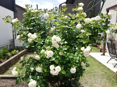 IMG_20190610_120808