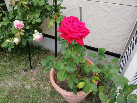 IMG_20190607_121527
