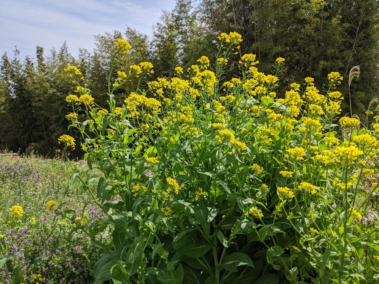 満開の菜の花 色と甘いにおいに癒されます 東郷町議会議員 中野まさひろ 中野 勝宏