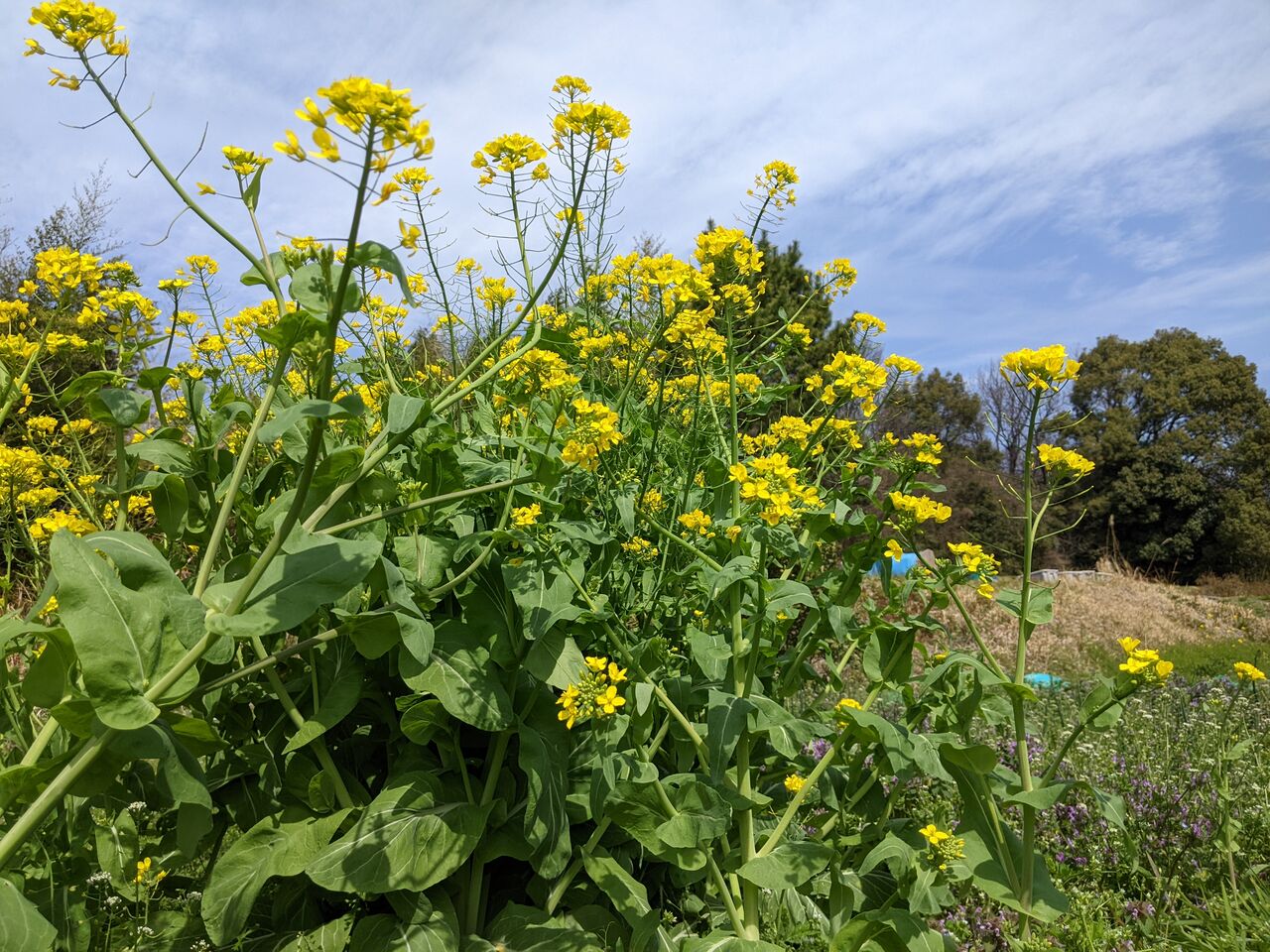 満開の菜の花 色と甘いにおいに癒されます 東郷町議会議員 中野まさひろ 中野 勝宏