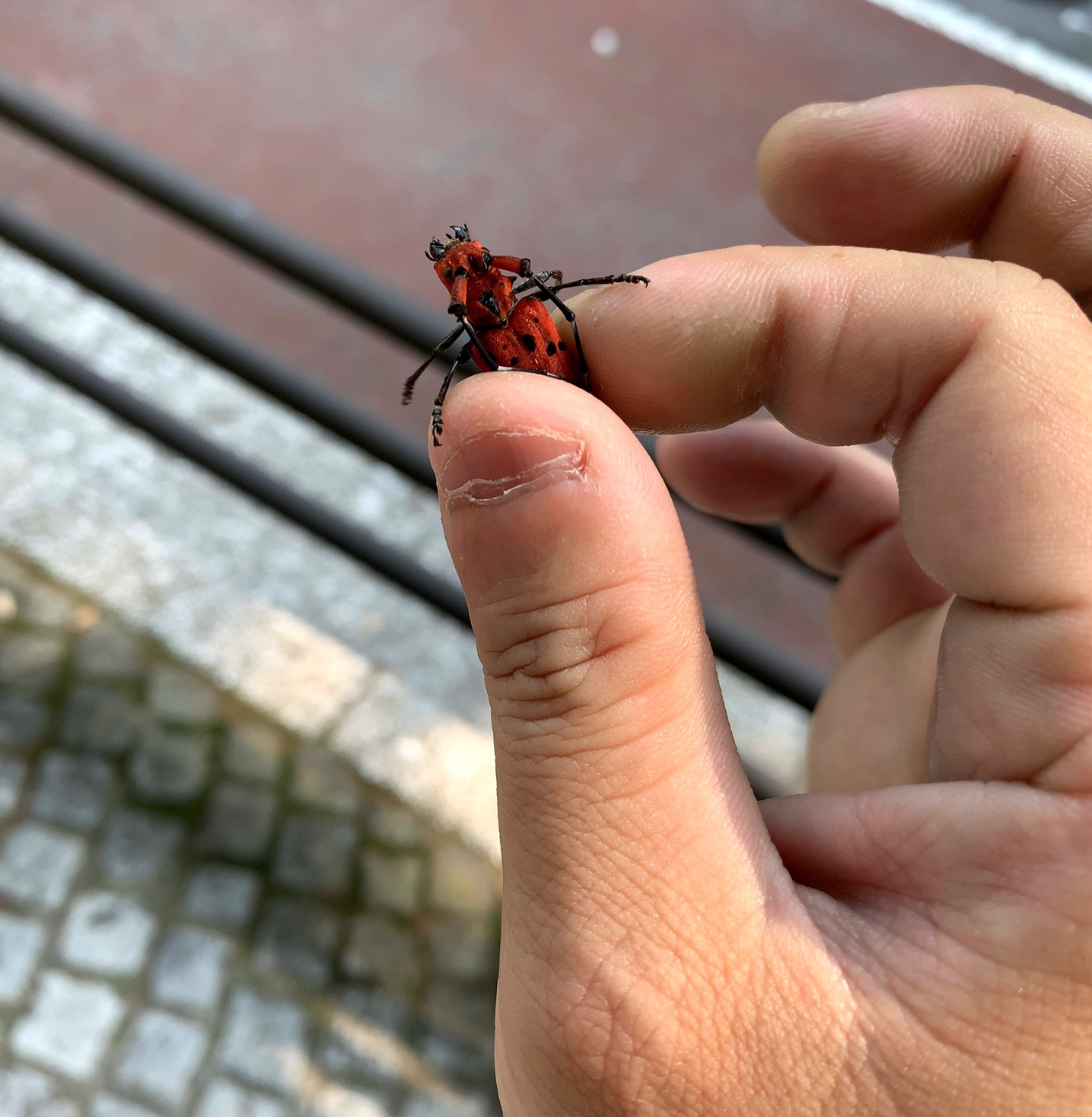 クリックで拡大(撮影:中野龍三)。