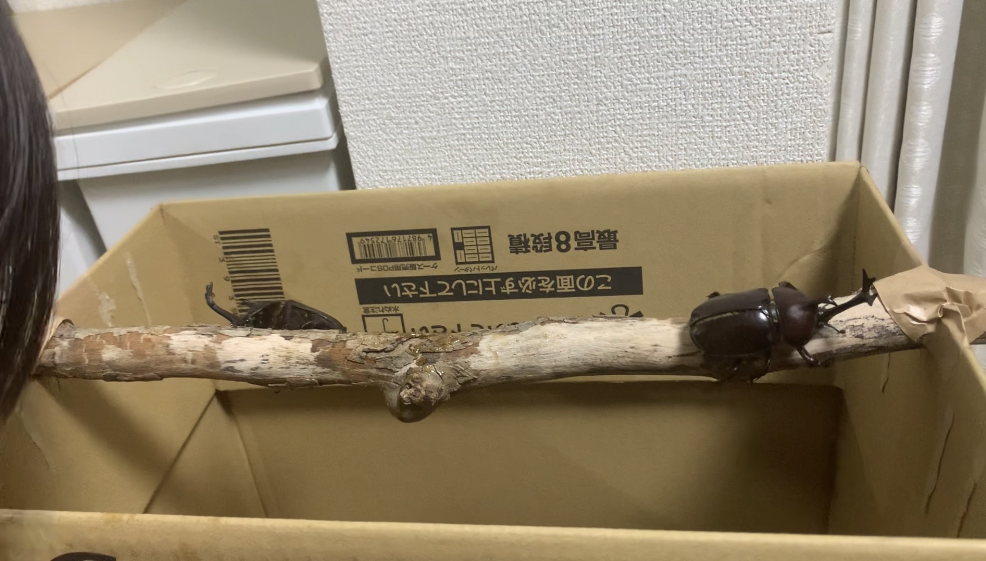 クリックで拡大(撮影:中野龍三)。