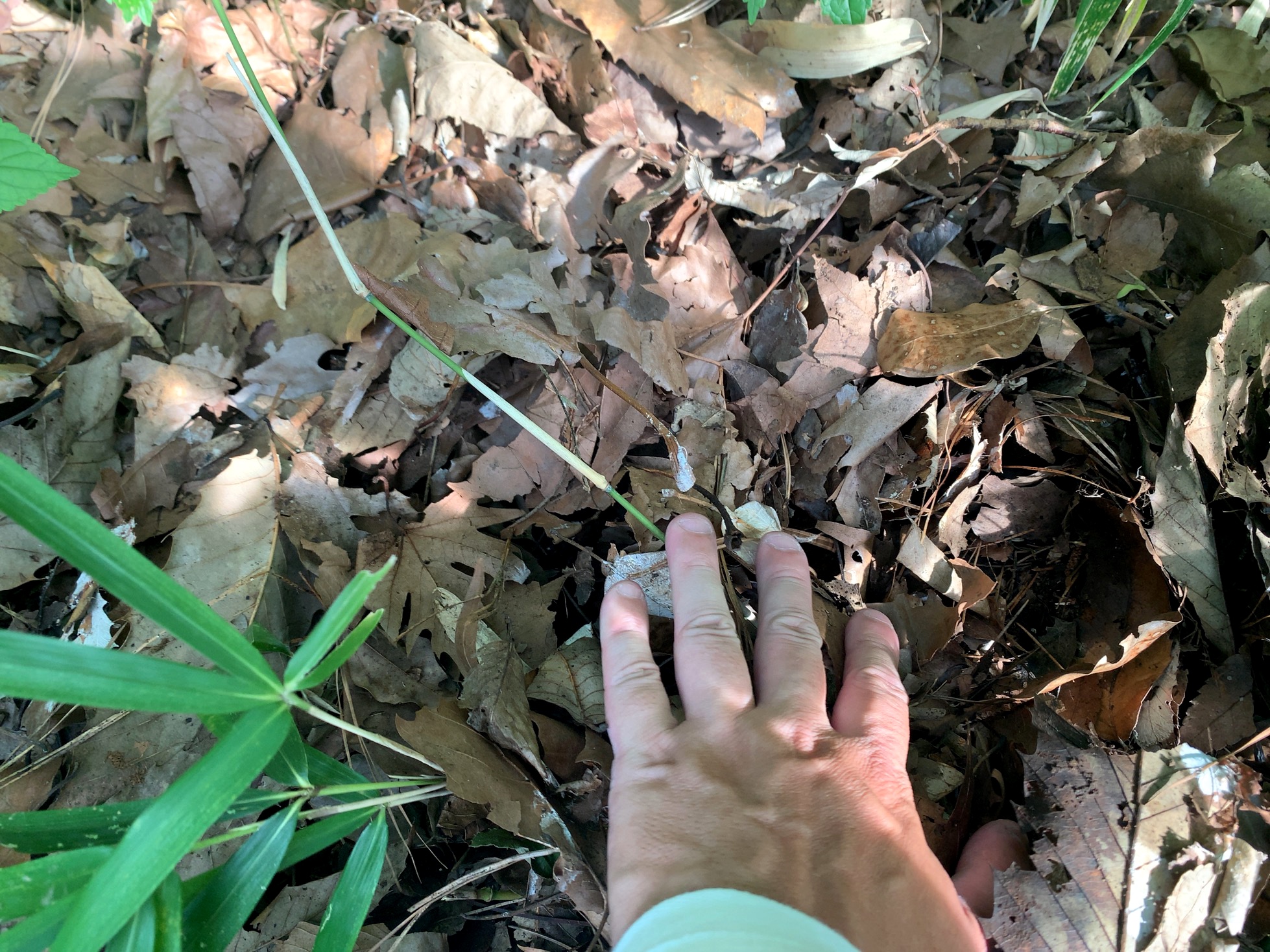 クリックで拡大(撮影:中野龍三)。