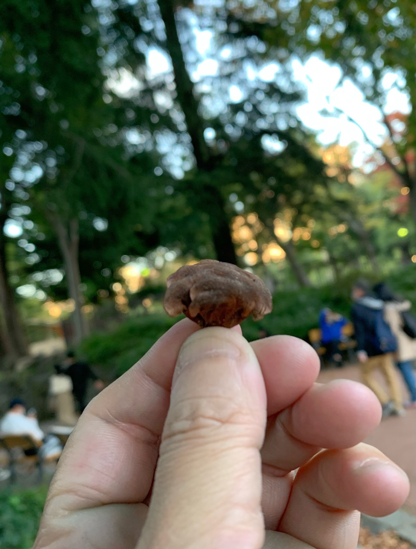 クリックで拡大(撮影:中野龍三)。