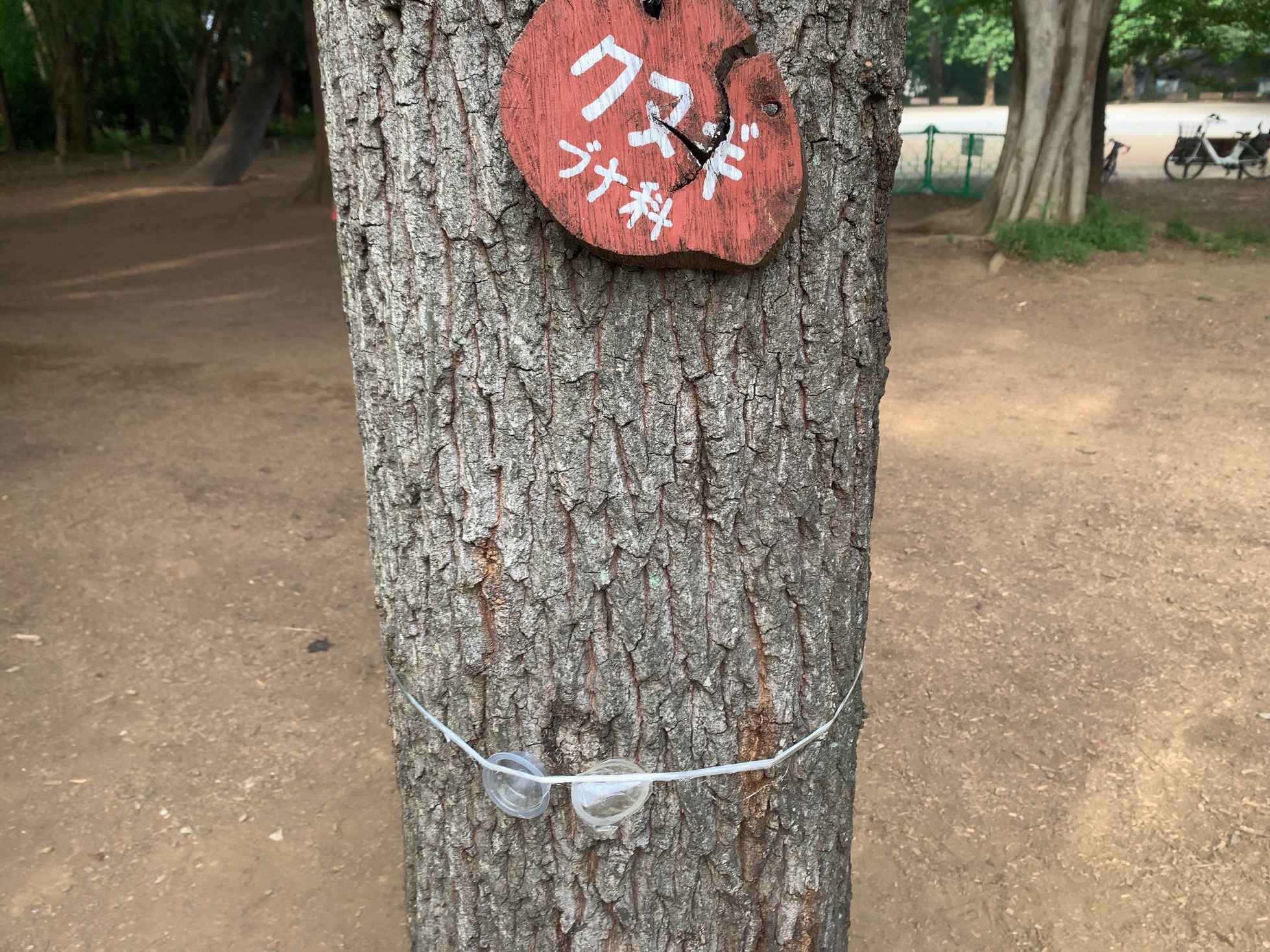 クリックで拡大(撮影:中野龍三)。
