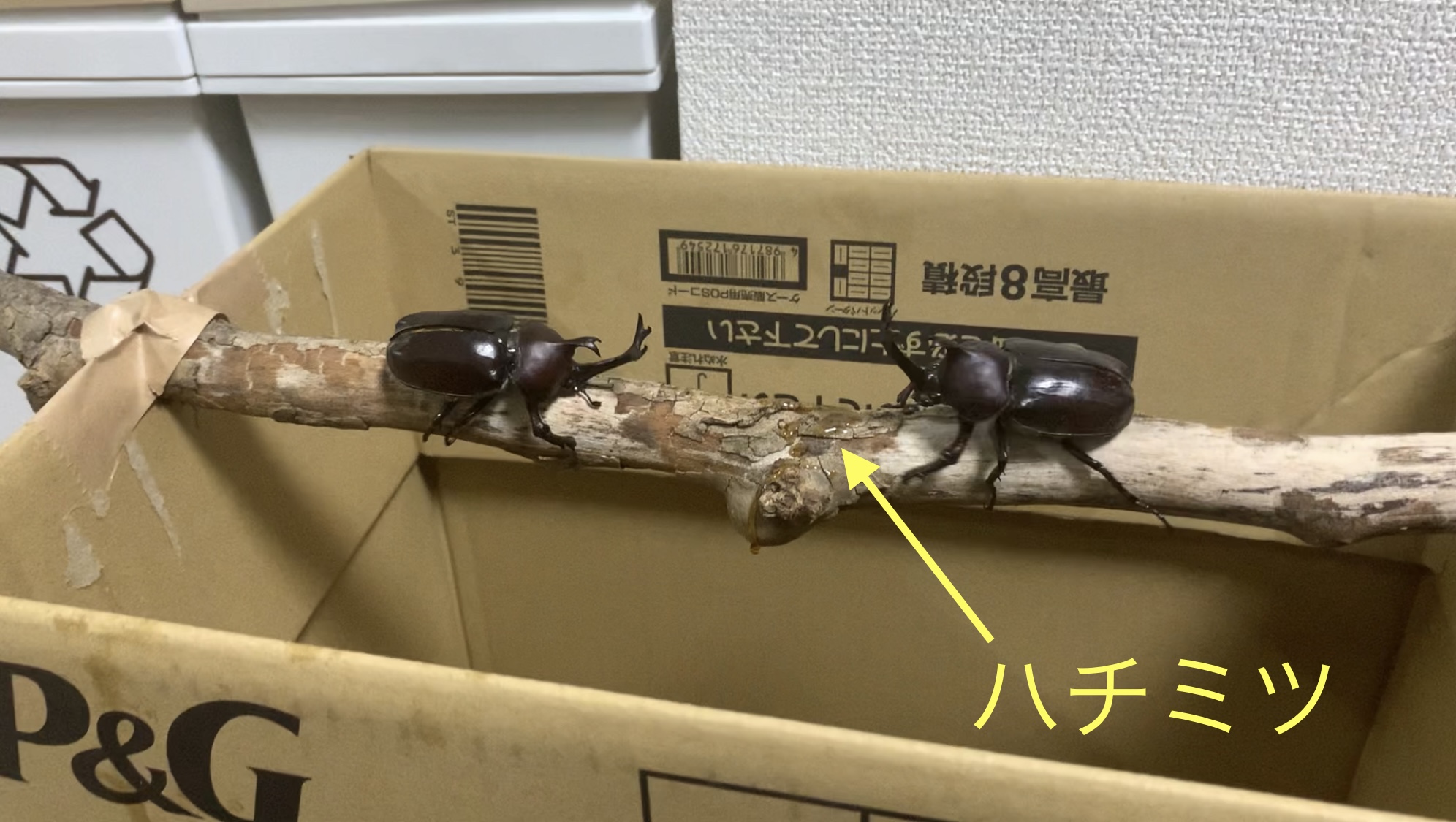 クリックで拡大(撮影:中野龍三)。
