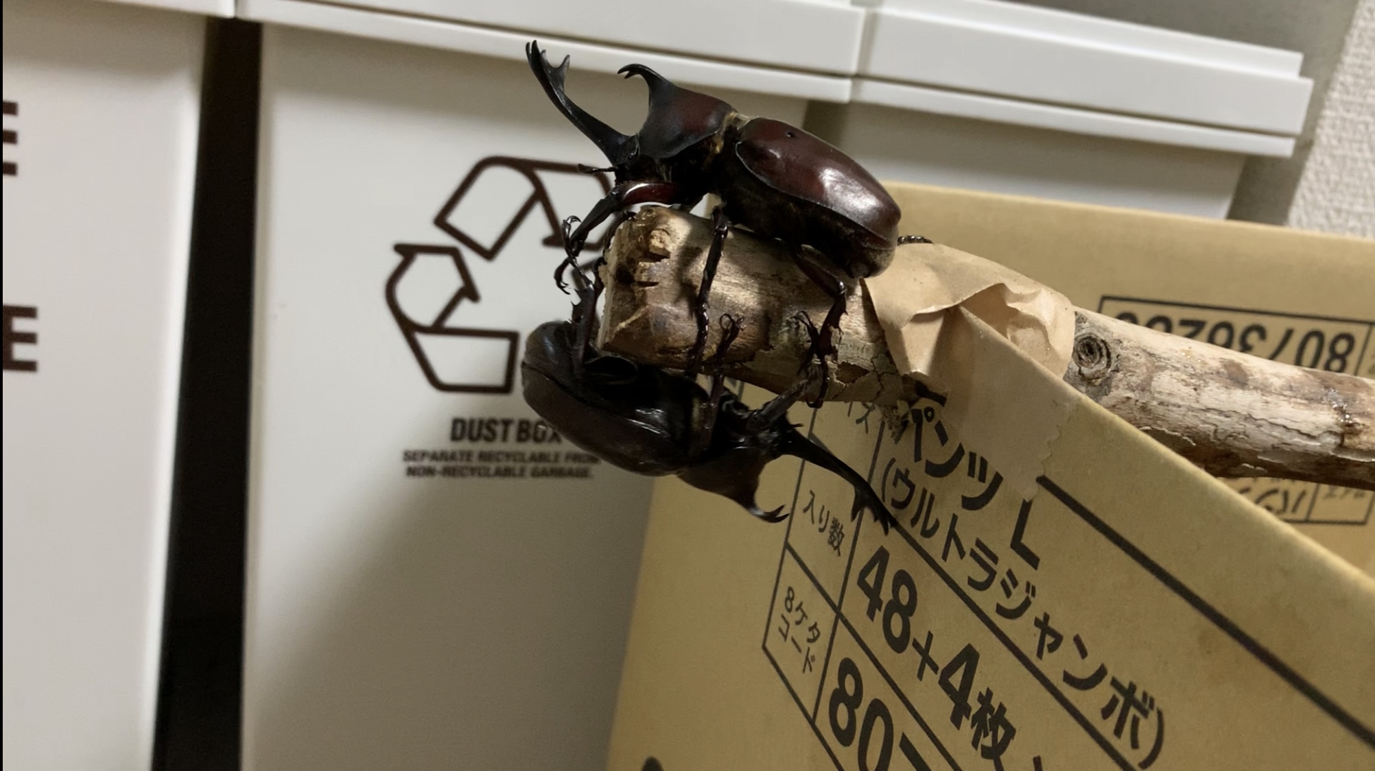 クリックで拡大(撮影:中野龍三)。