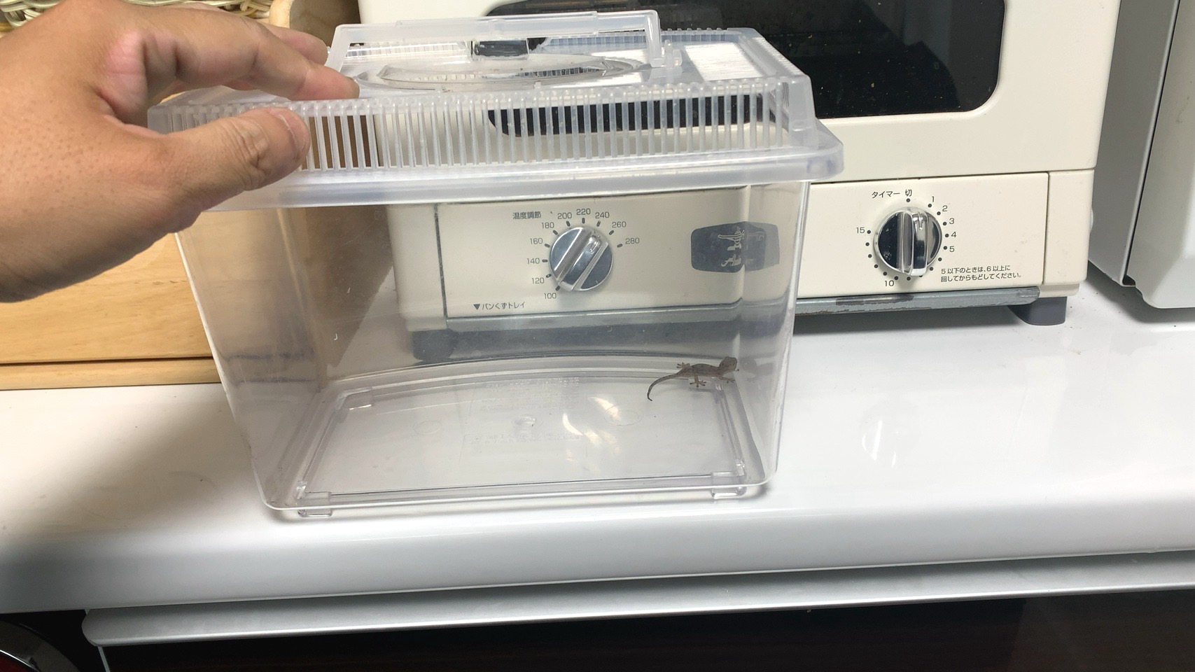 クリックで拡大(撮影:中野龍三)。