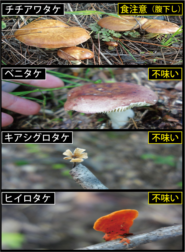 クリックで拡大(撮影:中野龍三)。