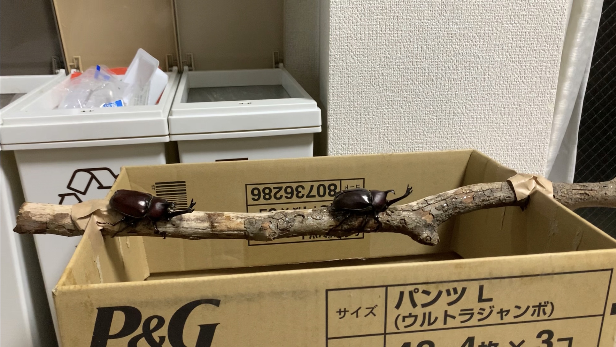 クリックで拡大(撮影:中野龍三)。