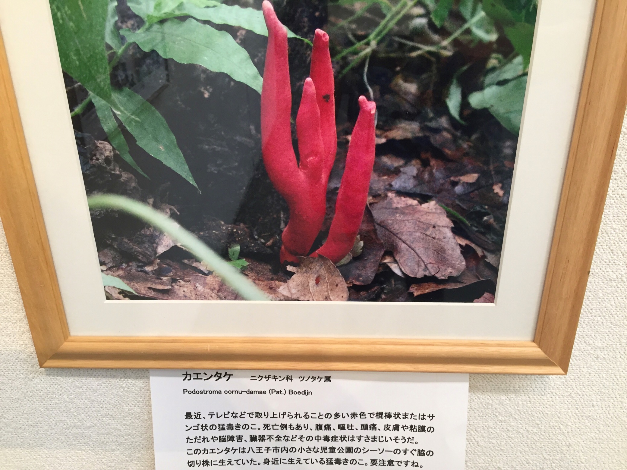 クリックで拡大(撮影:中野龍三)。