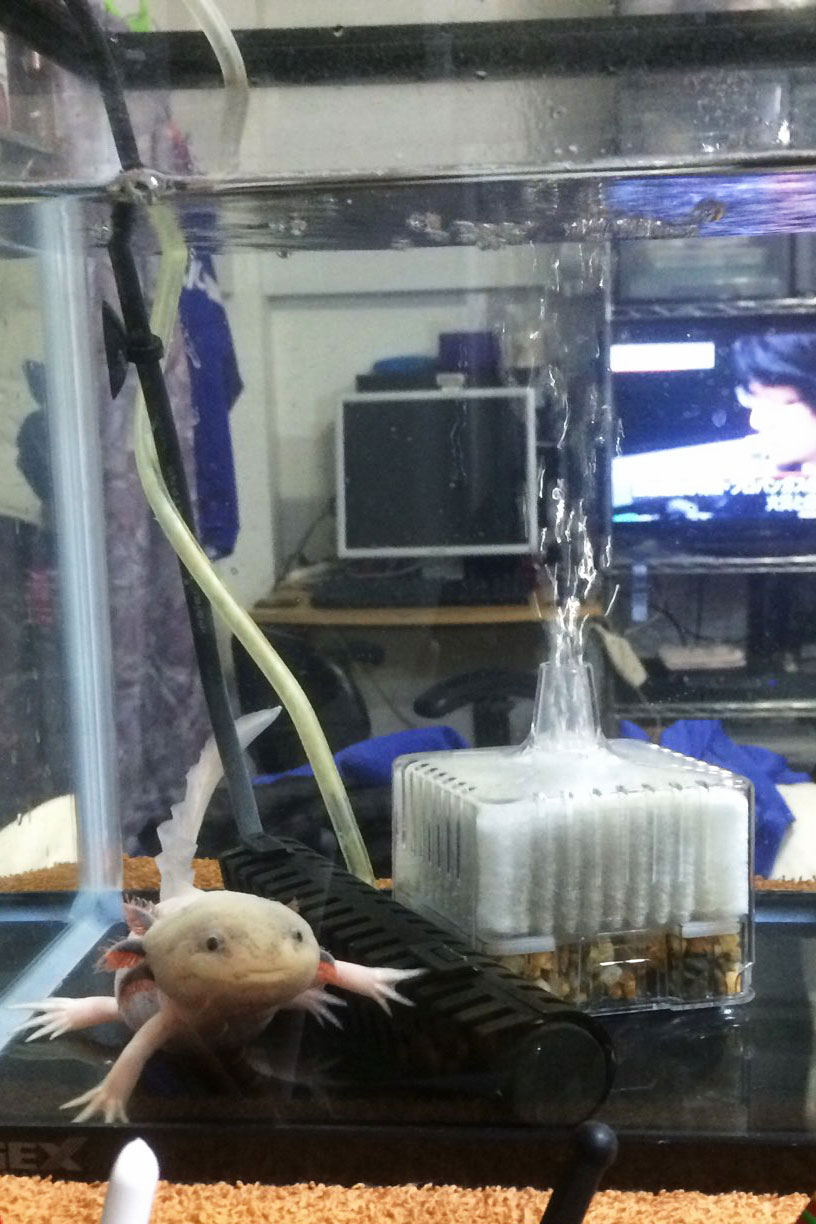 クリックで拡大。
