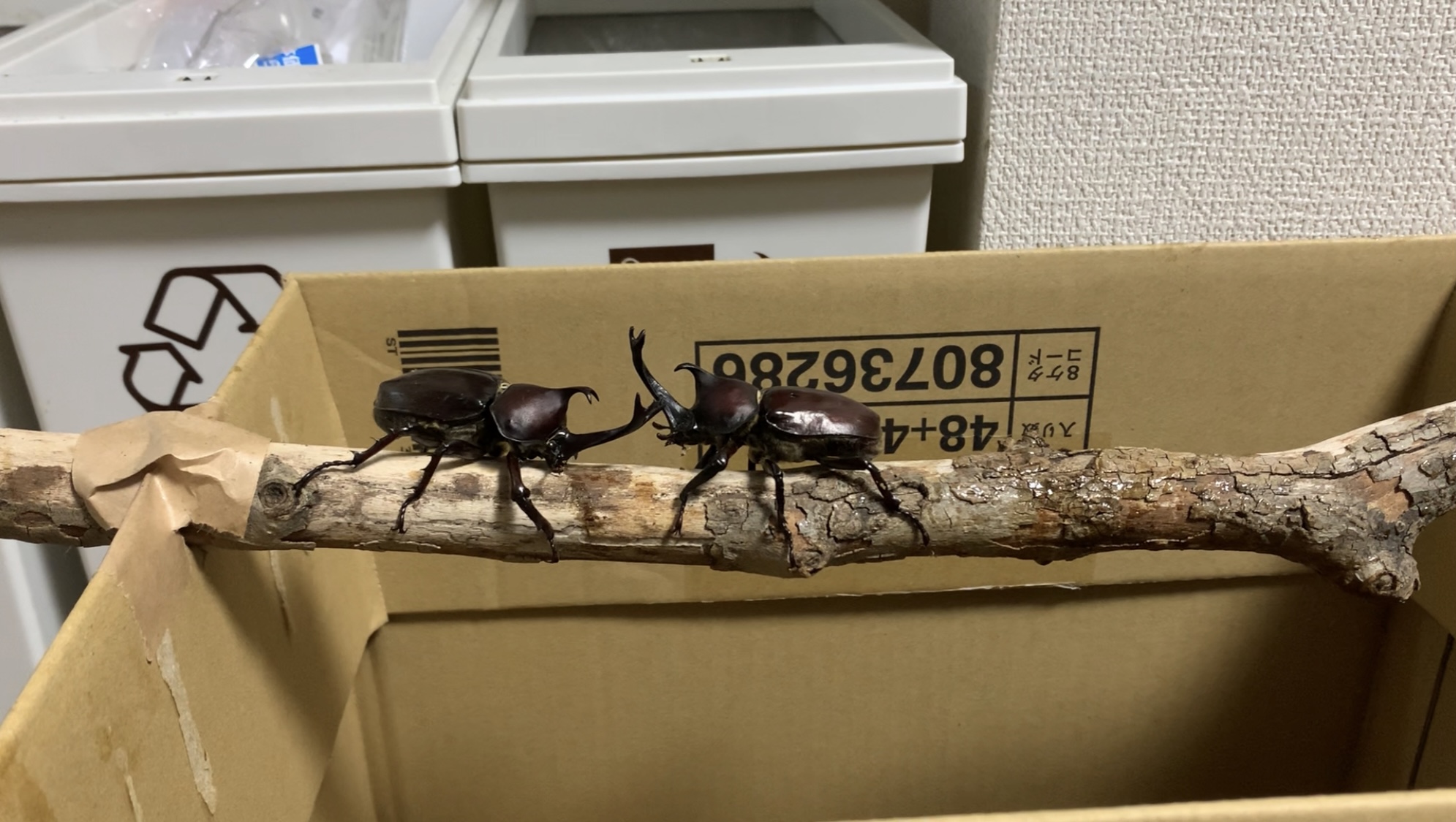 クリックで拡大(撮影:中野龍三)。
