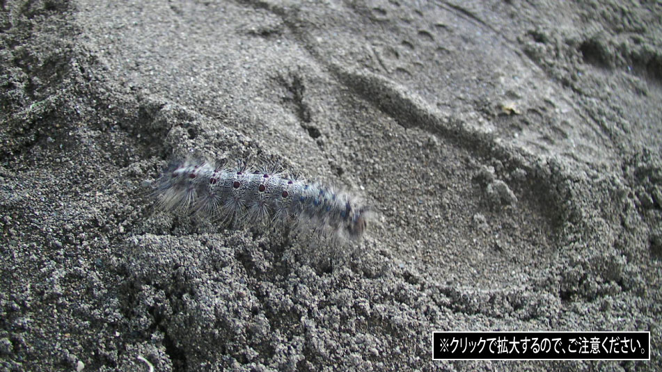 クリックで拡大。