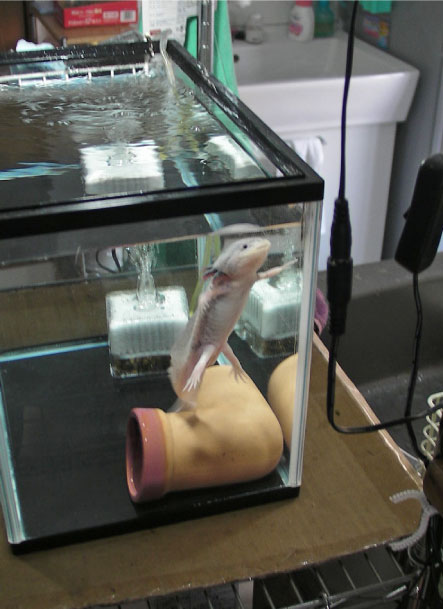 クリックで拡大。