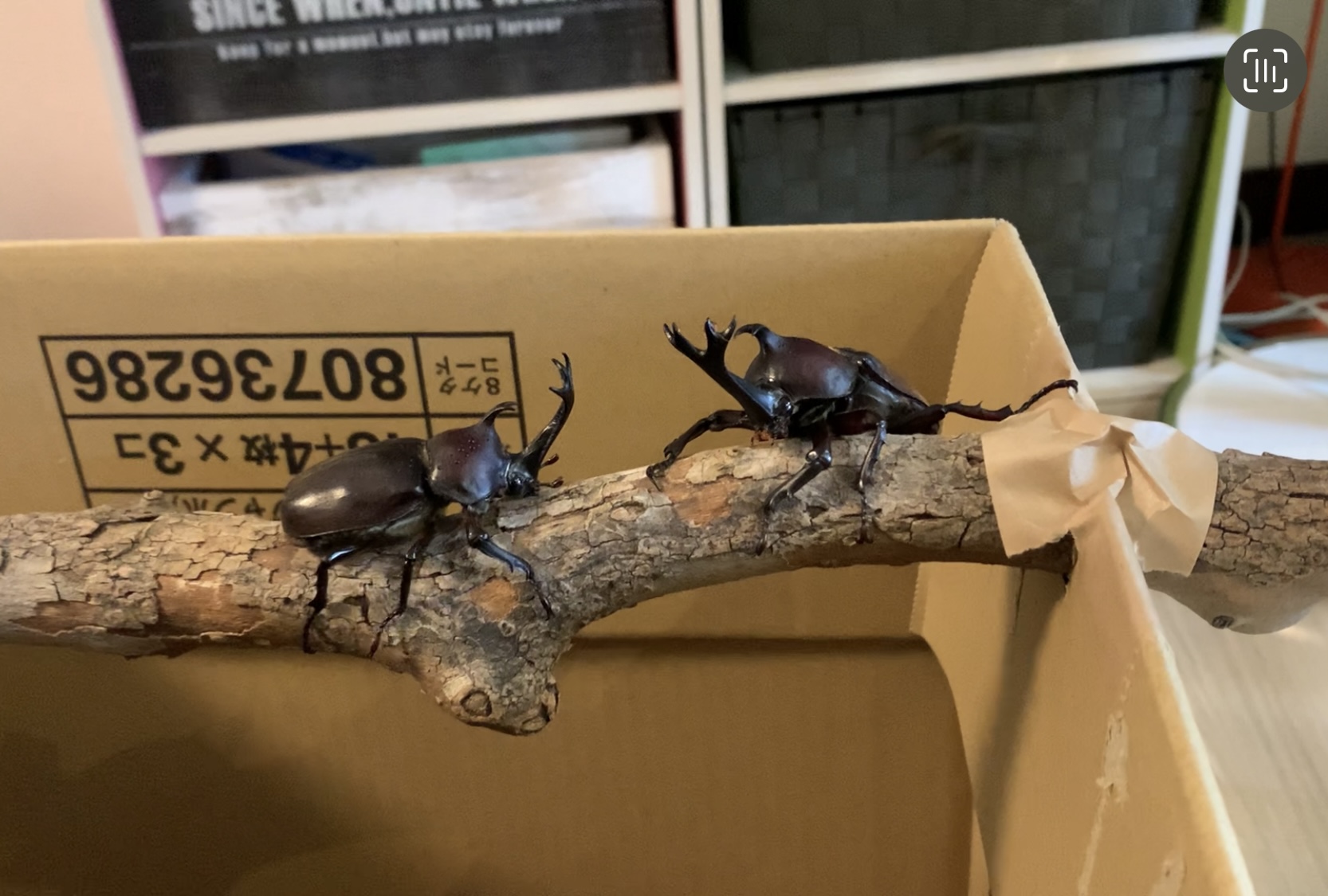 クリックで拡大(撮影:中野龍三)。