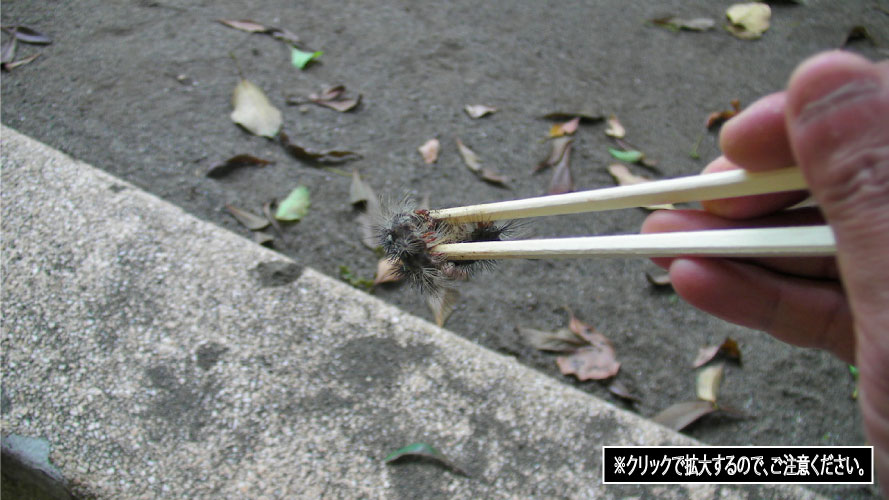 クリックで拡大。