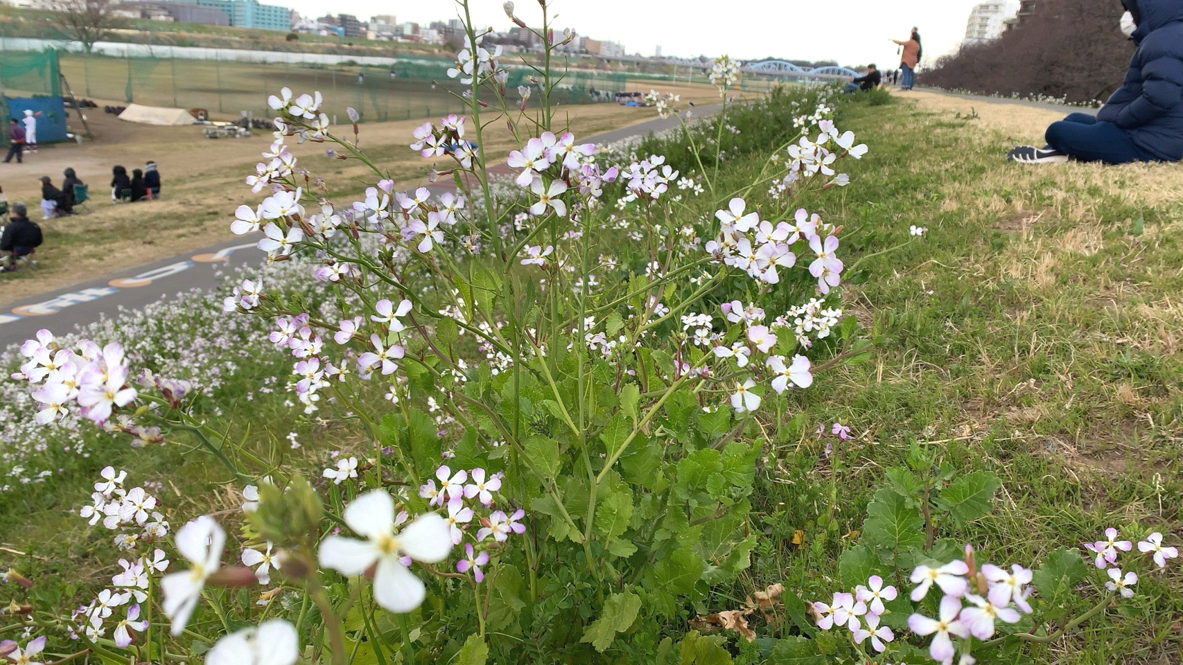 クリックで拡大(撮影:中野龍三)。