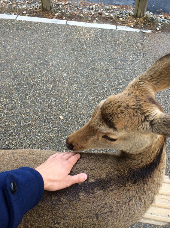 クリックで拡大。