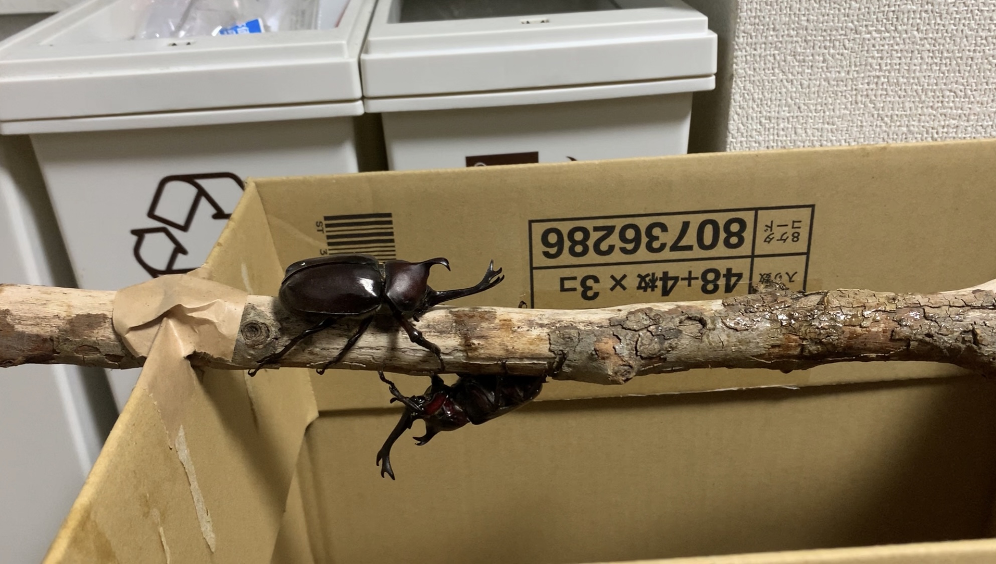 クリックで拡大(撮影:中野龍三)。